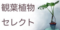 �ϗt�A���@�����Ȃ�X�^�W�IHiro�i�ԉ� �����j
