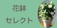 花鉢 贈物ならスタジオHiro(花屋 東京)